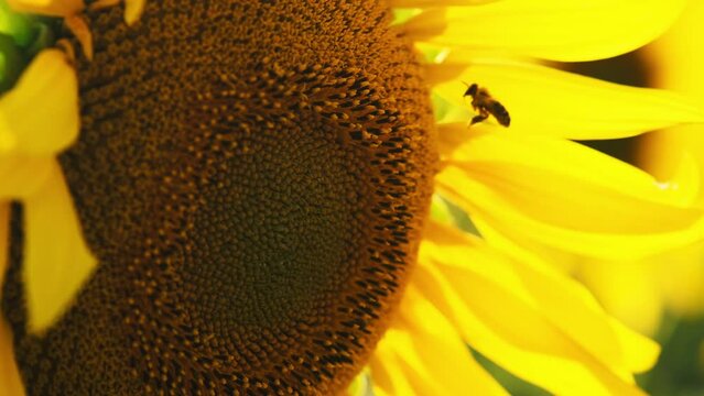 Flying honey bee covered with pollen collecting nectar from yellow sunflower close up. Macro footage of bee covered with pollen pollinating flower.