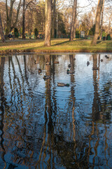 Ducks swims in the pond city park