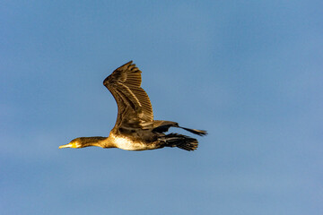 cormorano in volo