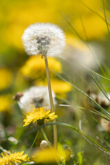 A blowball between yellow blossoms of dandelion (taraxacum) with blurry foreground and background