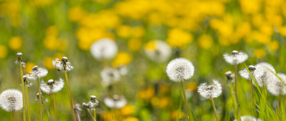 Blowballs of dandelion (taraxacum) in front of yellow blossoms in the blurry background - panorama