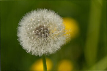 A blowball of dandelion (taraxacum) with blurry background