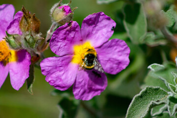 Bumblebee insect and other insects that pollinate a Cistus Incanus flower