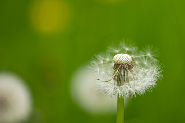 A blowball of dandelion (taraxacum) with blurry background