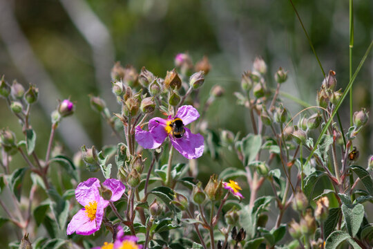 Pollinators: bumblebee insect on cistus incanus bush