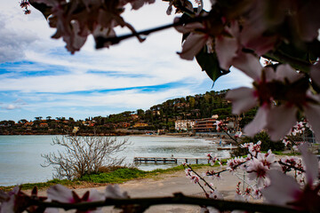 2020 early spring in Monte Argentario. Rocky beach along the road leading to Porto Santo Stefano, seen from a flowering almond tree.