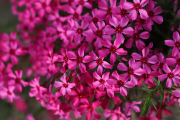 Flowering plant. Carpet of colour during spring. Gardening background. Creeping phlox. Flowering plant. Moss creeping Phlox Subulata. Beautiful pink Moss Phlox Subulata Atropurpurea Blooms. 
