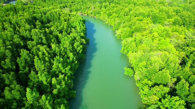 A mangrove forest along a winding river is a stunning ecological system that offers crucial benefits to the environment, including flood control and marine life support. Thailand. 4K aerial view
