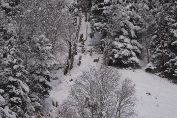 a roe buck with velvet antlers at a winter day with fresh snow on the mountains  © DoreenB. Photography