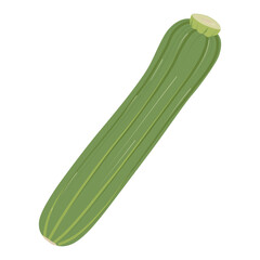 Zucchini. Long green vegetable. Vegetable marrow. Vector illustration isolated on white background. Flat cartoon design, realistic icon. The theme of food, harvest, garden.