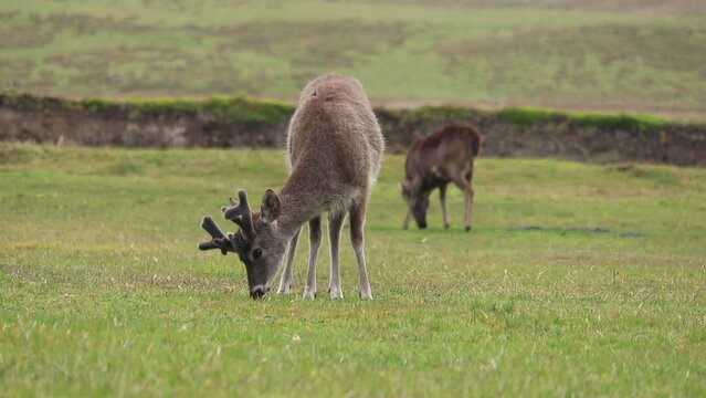 White tail deer eating grasss on the moor in Ecuador country