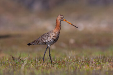 bird watching on the grass, Black-tailed Godwit, Limosa limosa