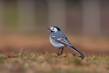 little bird watching on the ground, White Wagtail, Motacilla alba
