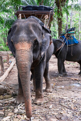 Friendly asian elephants with a basket for tourists on the back in Thailand, South-East Asia. Natural habitat of Thai elephant is in tropical forests.	

