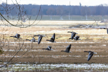 Gänse am Himmel © Frank`s Photography