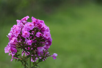 Obraz premium Pink beautiful small delicate flowers Pholox Paniculata on a natural green background. Pholox Paniculata flower head on green background with place for text. Purple flower outdoors. Bright pink Phlox 