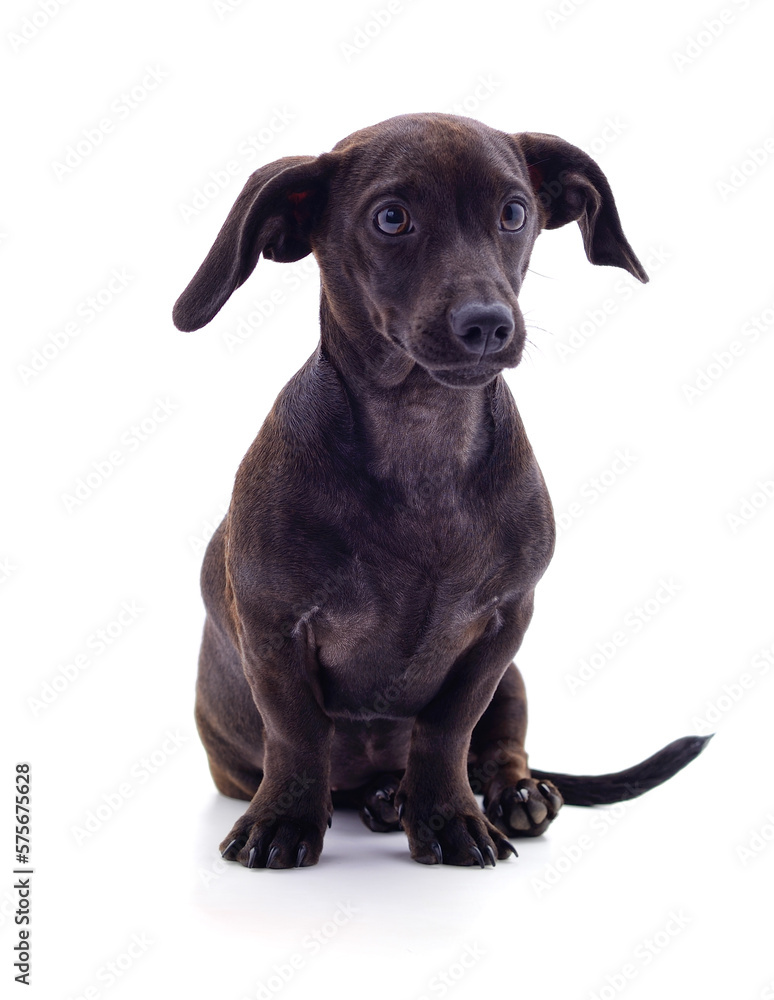 Canvas Prints one black dachshund.