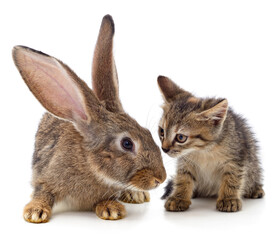 Brown rabbit and brown striped kitten.