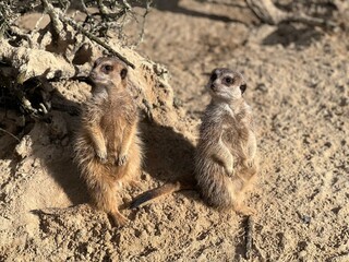 meerkat on guard