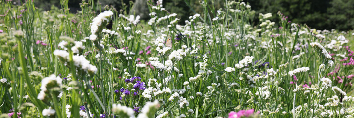 Closeup of beautiful zen flower growing in meadow in cloudy blue sky