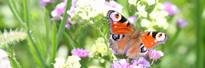 Agraulis vanillae frilled butterfly on flowers summer in field