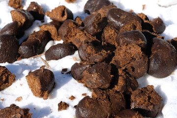 Texture of fresh horse shit on snow, close-up.