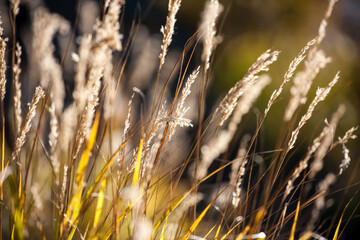 Grass lit in the morning sun in mountain. 