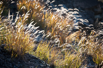 Grass lit in the morning sun in mountain. 