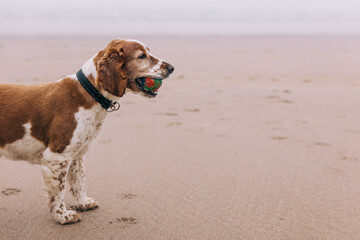 Dog on the beach with ball, brown and white springer spaniel on sandy beach on a cloudy day