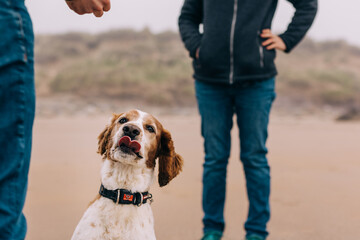 Dog with tongue out sitting between owners on the beach waiting for treat