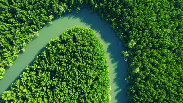 Discover the breathtaking beauty of Thailand's mangrove forest and meandering river from above with our 4K drone footage. natural green background. nature and ecosystem concept. Birds eye view
