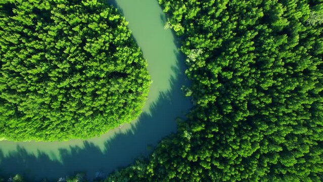 Mangrove forest nestled along a winding river is a thriving ecosystem that supports a diverse range of plant and animal species, while also providing valuable protection against coastal erosion. 4K
