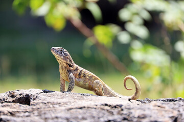 Portrait of Northern curly tail Lizard sitting on a stone on green trees background. Iguana...