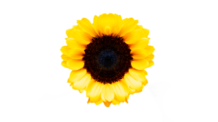 Girasol fondo transparente