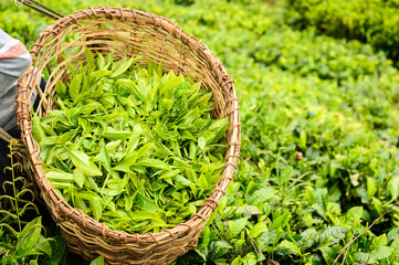Freshly picked tea leaves in a wicker basket, Kenya
