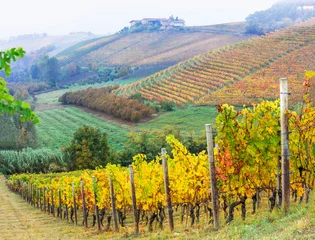Gartenposter scenic autumn vineyards of grapewine in Piedmont - famous wine region of Italy. Italian nature scenery © Freesurf