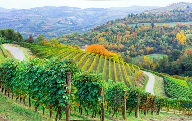 Poster scenic autumn vineyards of grapewine in Piedmont - famous wine region of Italy. Italian nature scenery © Freesurf