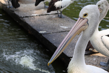 Side View Closed up Picture of Australian Pelican Near The Water