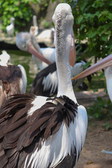 Big Australian Pelican Bird from Back View Looking at The Other Pelicans