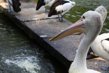 Closed Up Picture of Australian Pelican Looking at the Water from Side View