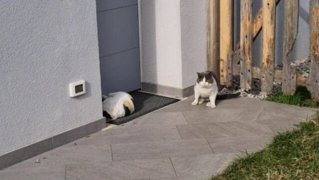 Cat in heat with black-and-brown-spotted white fur rolls around on a house's door mat while a male watches over her waiting to fertilize her. High quality 4k footage
