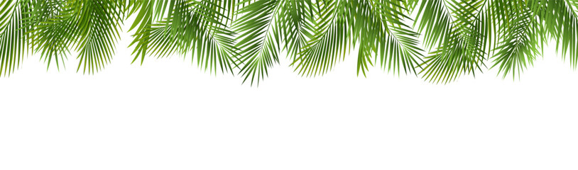palm tree leaves