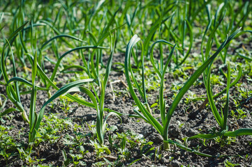 Green garlic grows in the ground in spring, close up. Organically grown garlic plantation in the vegetable garden. Vegetable beds with garlic overgrown with weeds