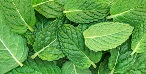 Fresh Mint  Leaves  Grow Background. Green Melissa, peppermint plant closeup. .
