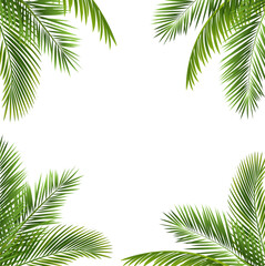 Fototapeta na wymiar palm tree frame