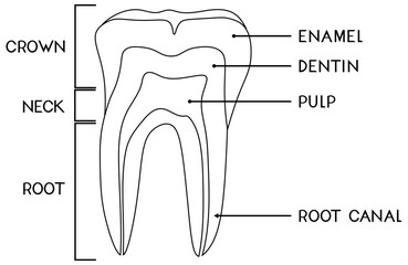 Coloring page with parts of human tooth. Scheme of structure of tooth (molar) in cross section with titles