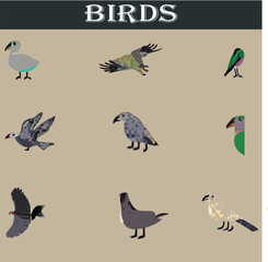Set of different birds vector file
