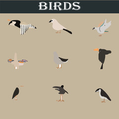 Set of different birds vector file