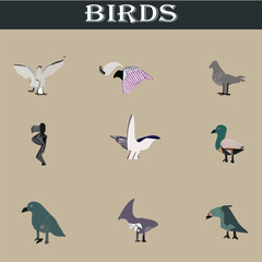 Set of different birds vector file