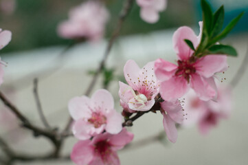 Blossoming peach tree branches, the background blurred. Peach blossom in spring. branches in full bloom.